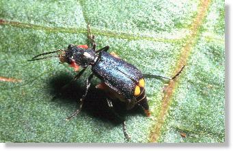 Männchen des Bunten Zipfelkäfers (Malachius affinis) mit Excitatoren