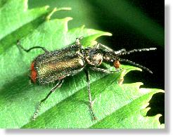 Mnnchen des Zweifleckigen Zipfelkfers (Malachius bipustulatus)