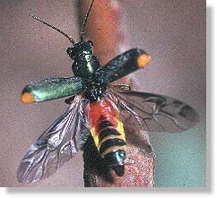 Zweifleckiger Zipfelkäfer (Malachius bipustulatus) beim Abflug