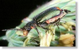 Zweifleckiger Zipfelkäfer (Malachius bipustulatus) - Weibchen