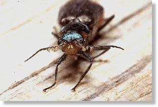 Männchen des Zweifleckigen  Zipfelkäfers (Malachius bipustulatus) mit Excitatoren