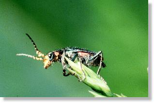 Männchen von Malachius bipustulatus mit Excitatoren