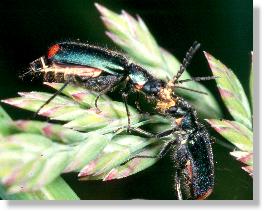 Zweifleckiger Zipfelkäfer (Malachius bipustulatus). Paar bei der Balz.