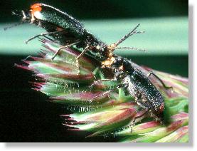 Zweifleckiger Zipfelkäfer (Malachius bipustulatus). Paar bei der Balz.