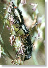 Paar des Grnen  Zipfelkfers (Malachius viridis) bei der Balz