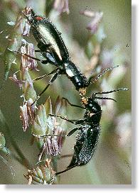 Paar des Grnen  Zipfelkfers (Malachius viridis) bei der Balz