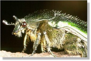 Bearded: rose chafer