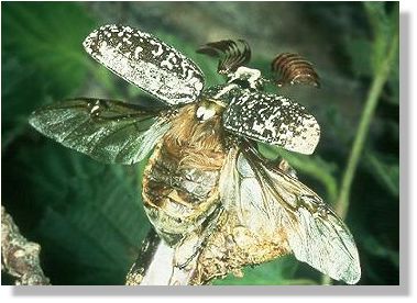 Male Pine Chafer, taking off