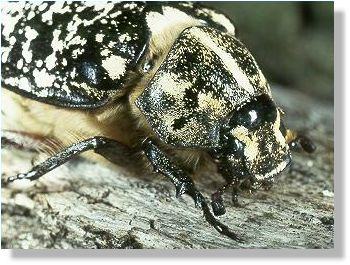 Female Pine Chafer