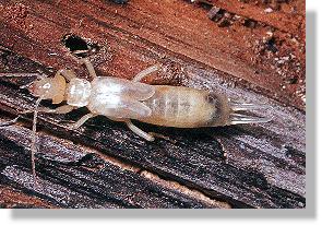 Gemeiner Ohrwurm (Forficula auricularia), Imago frisch gehutet