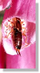 Gemeiner Ohrwurm (Forficula auricularia) auf Digitalis purpurea