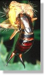 Gemeiner Ohrwurm (Forficula auricularia) auf welker Blte