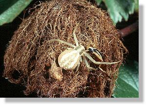 Gemeiner Ohrwurm (Forficula auricularia) wird von Krabbenspinne (Thomisidae) verspeist