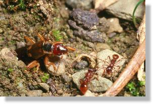 Gemeiner Ohrwurm (Forficula auricularia) verlsst Erdenst von Furchenbiene (Halictus rubicundus)