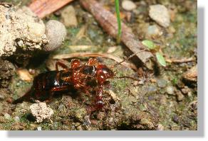 Gemeiner Ohrwurm (Forficula auricularia) wird von Knotenameisen attackiert