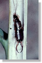 Gemeiner Ohrwurm (Forficula auricularia) berwintert in hohlem Stngel