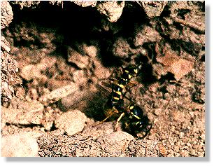 Eiablage von Conops flavipes an einer Gemeinen Wespe (Vespula vulgaris)