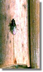 Eine Ksefliege (Familie Piophilidae) auf einem Schilfrhrchen