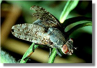 complicated Latin name: Platystoma seminationis