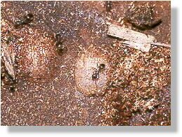 Larven der Schwebfliegengattung Microdon im Ameisennest