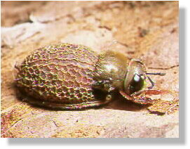 the hover-fly microdon spec. just hatching