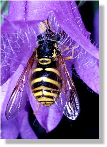 Wespenschwebfliege (Chrysotoxum arcuatum)