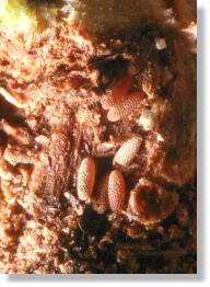Galle des Kleinen Pappelbocks (Saperda populnea) mit Eiern der Schwebfliege Chrysotoxum arcuatum