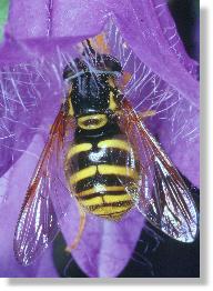 Schwebfliege Chrysotoxum arcuatum