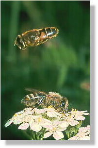 Keilfleck-Schwebfliege (Eristalis arbustorum) balzt mit einer Honigbiene