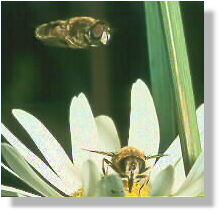 Eristalis horticola displaying over a female