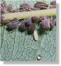 an egg of a hover-fly placed in a colony of aphids