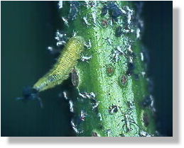 larvae of a hover-fly eating aphids