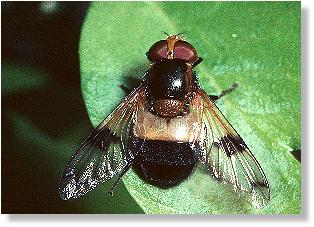 Die Gemeine Hummel-Schwebfliege Volucella pellucens