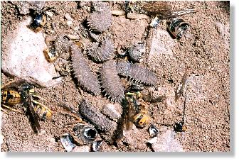 Larven der Gemeinen Hummel-Schwebfliege auf dem Nestboden der Gemeinen Wespe