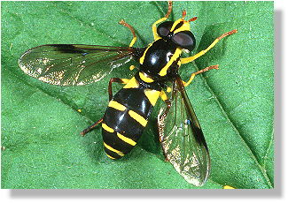 Spte Gelbrand-Schwebfliege (Xanthogramma pedissequum)