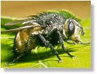 Tachindae (English-Name?)