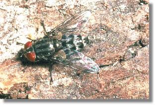 Eine Raupen- oder Schmarotzerfliege (Familie Tachinidae) mit roten Augen
