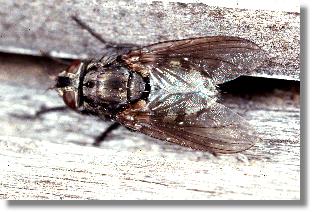 Eine Raupen- oder Schmarotzerfliege (Familie Tachinidae)