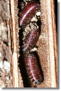 Puppen von Raupenfliegen (Familie Tachinidae)