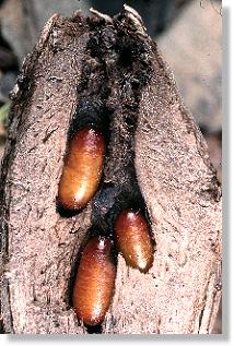 Puppen der Distel-Bohrfliege Urophora cardui