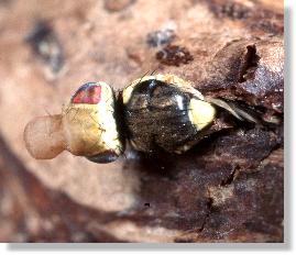 Halb geschlpfte Distel-Bohrfliege (Urophora cardui) mit erschlaffender Stirnblase