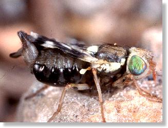 Weibchen der Distel-Bohrfliege Urophora cardui beim Entfalten der Flgel