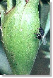 Erzwespe (Fam. Chalcididae) bei der Eiablage in die Galle der Distelbohrfliege (Uruphora cardui)