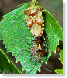 Fleckige Brutwanze - Mating on a birch leaf