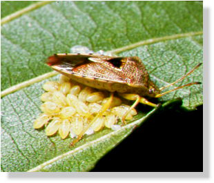 Hatched larvae are well cared for