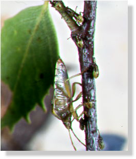 Mum his keeping her bugs in a row...