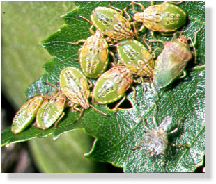The family is a safe place, as long as we are green bugs...