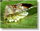 Elasmucha grisea (English name?) guarding her eggs