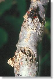 Raubwanze (Fam. Anthocoridae) auf der Galle des Kleinen Pappelbocks (Saperda populnea)