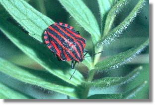 Schwarzrot gestreift: Die Gemeine Streifenwanze Graphosoma lineatum